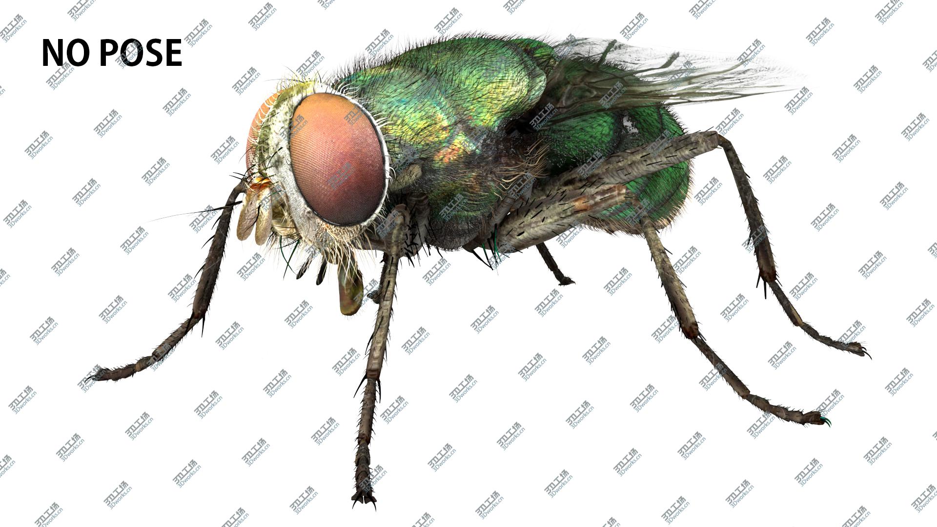 images/goods_img/2021040235/3D House Fly Bug/3.jpg